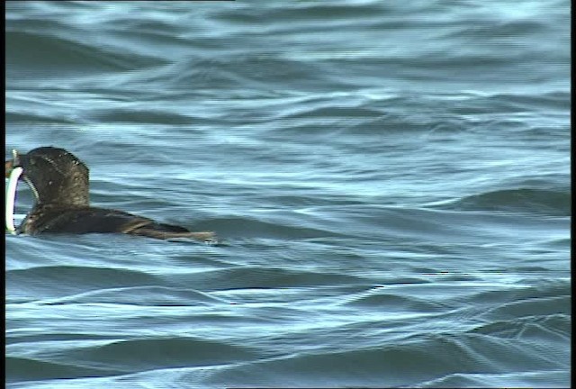 Rhinoceros Auklet - ML449444