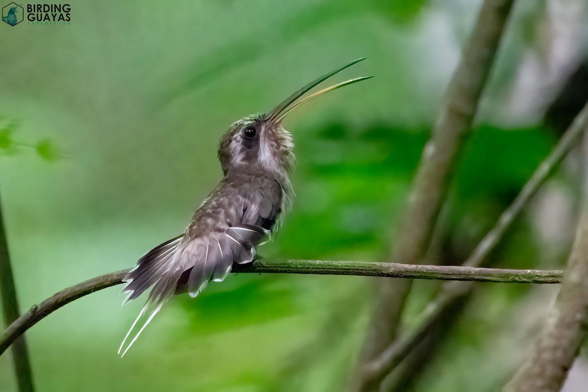 Long-billed Hermit (Baron's) - ML449444131