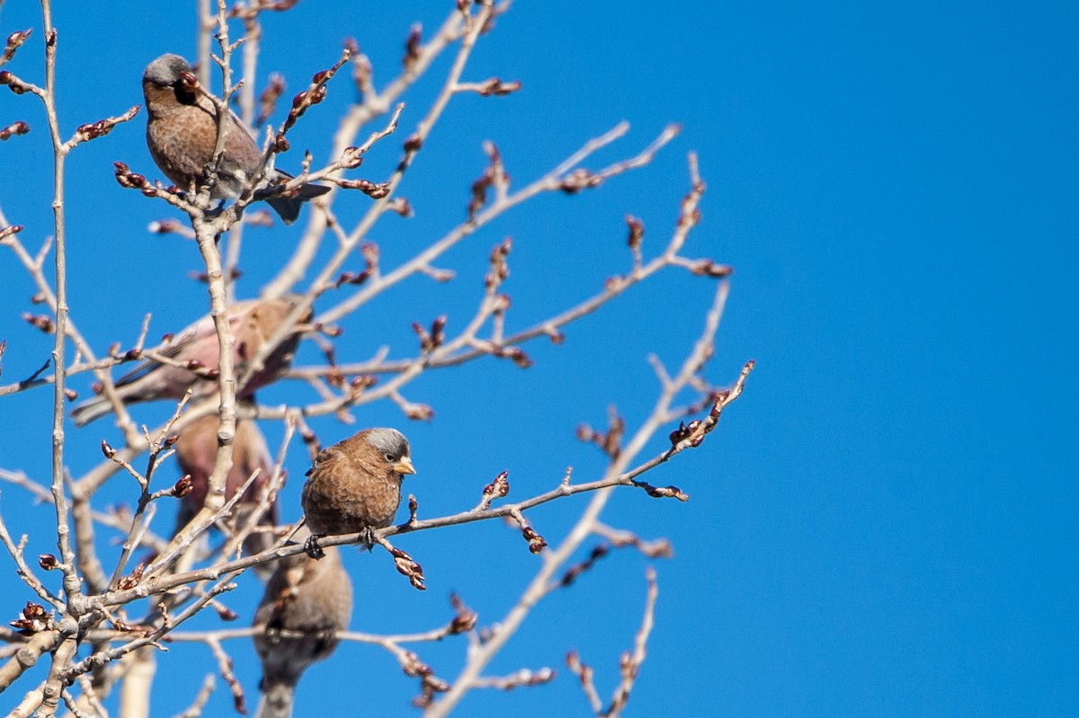 Gray-crowned Rosy-Finch - ML44944441