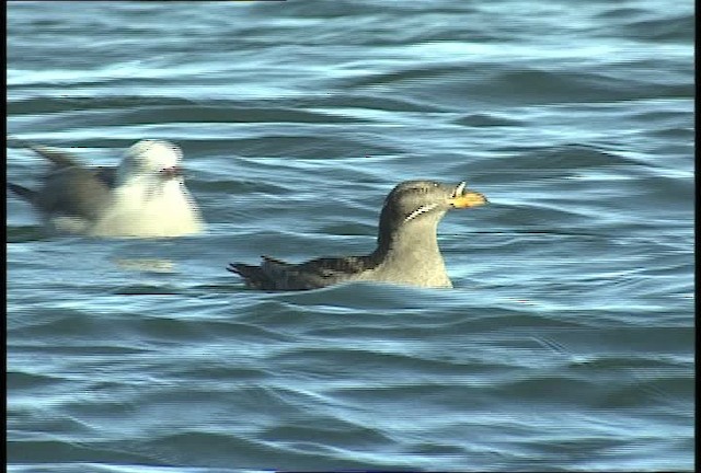 Rhinoceros Auklet - ML449445