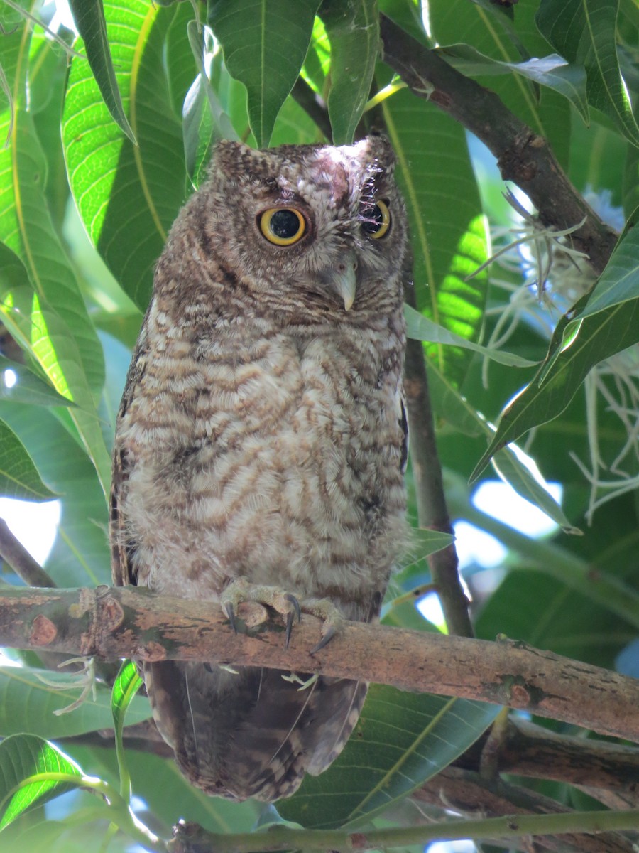 Whiskered Screech-Owl - ML449445001