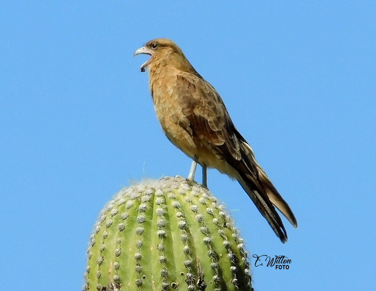 Chimango Caracara - ML449445031