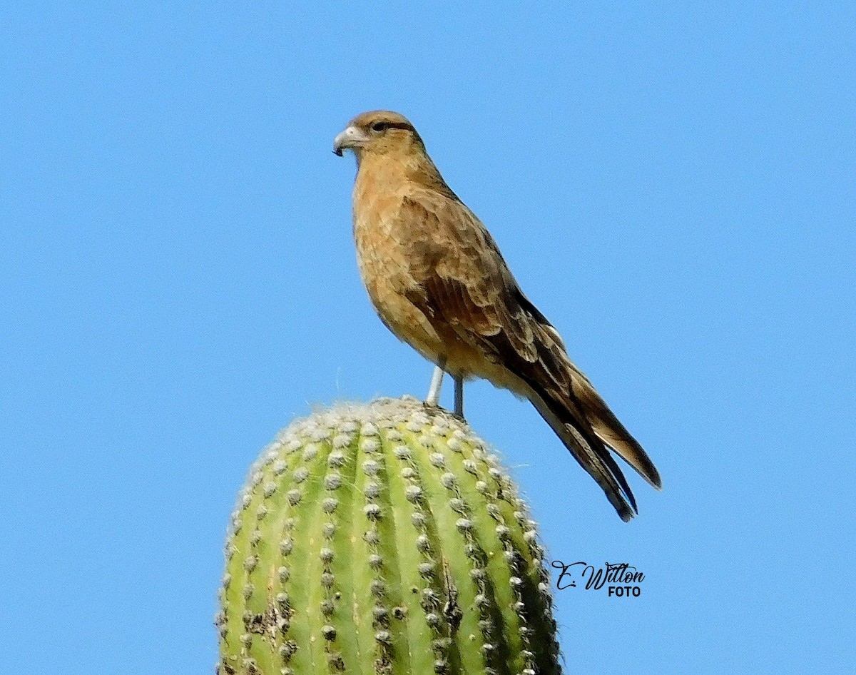 Chimango Caracara - ML449445091