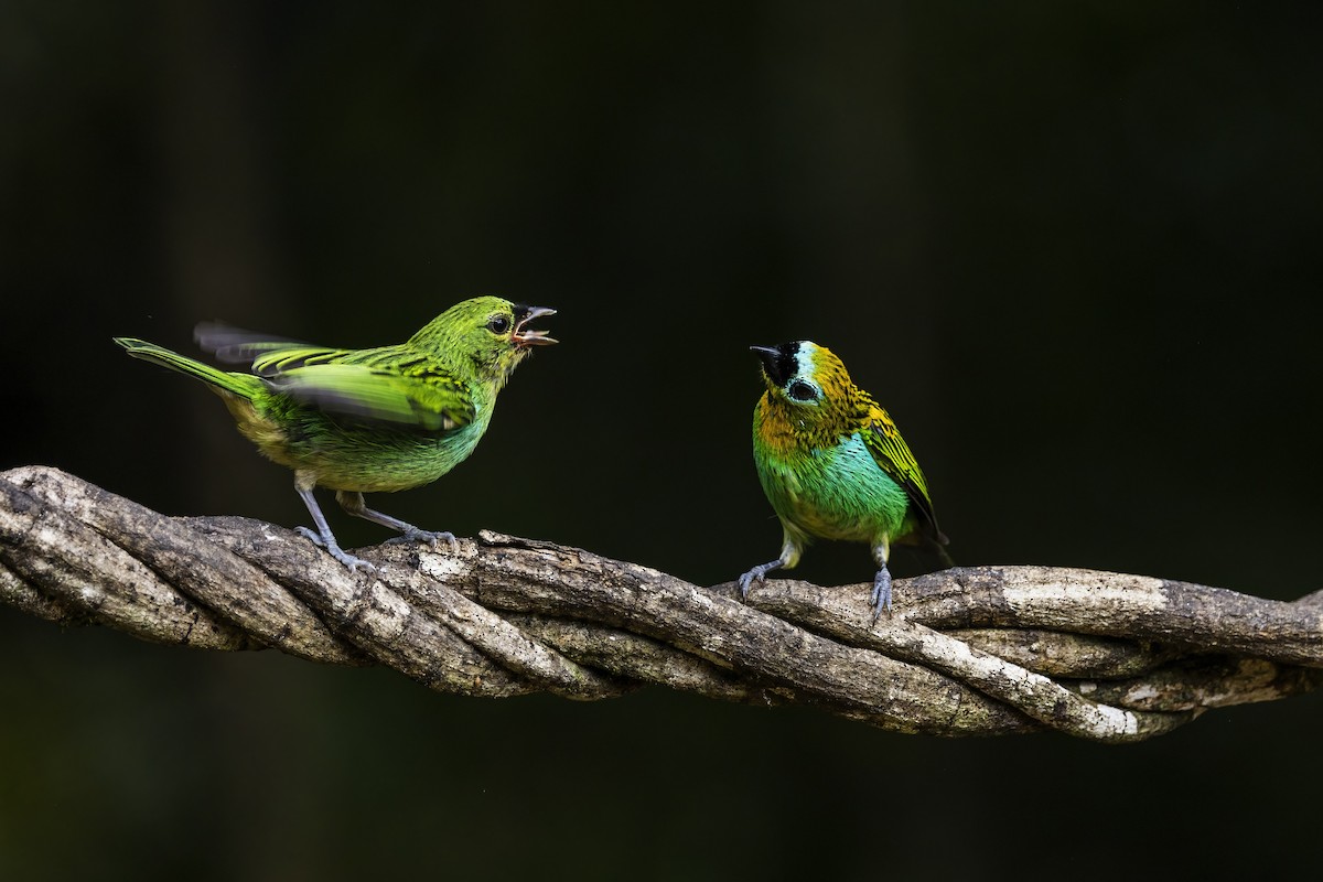 Brassy-breasted Tanager - ML449445101