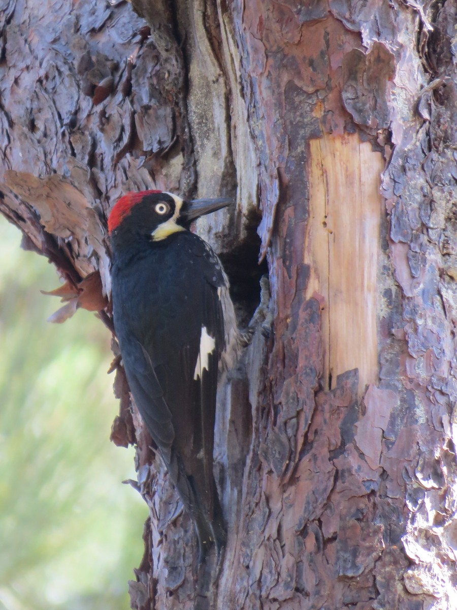 Acorn Woodpecker - ML449445351