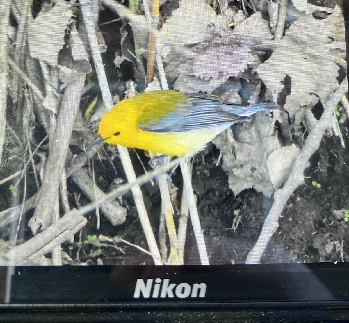Prothonotary Warbler - ML449445391