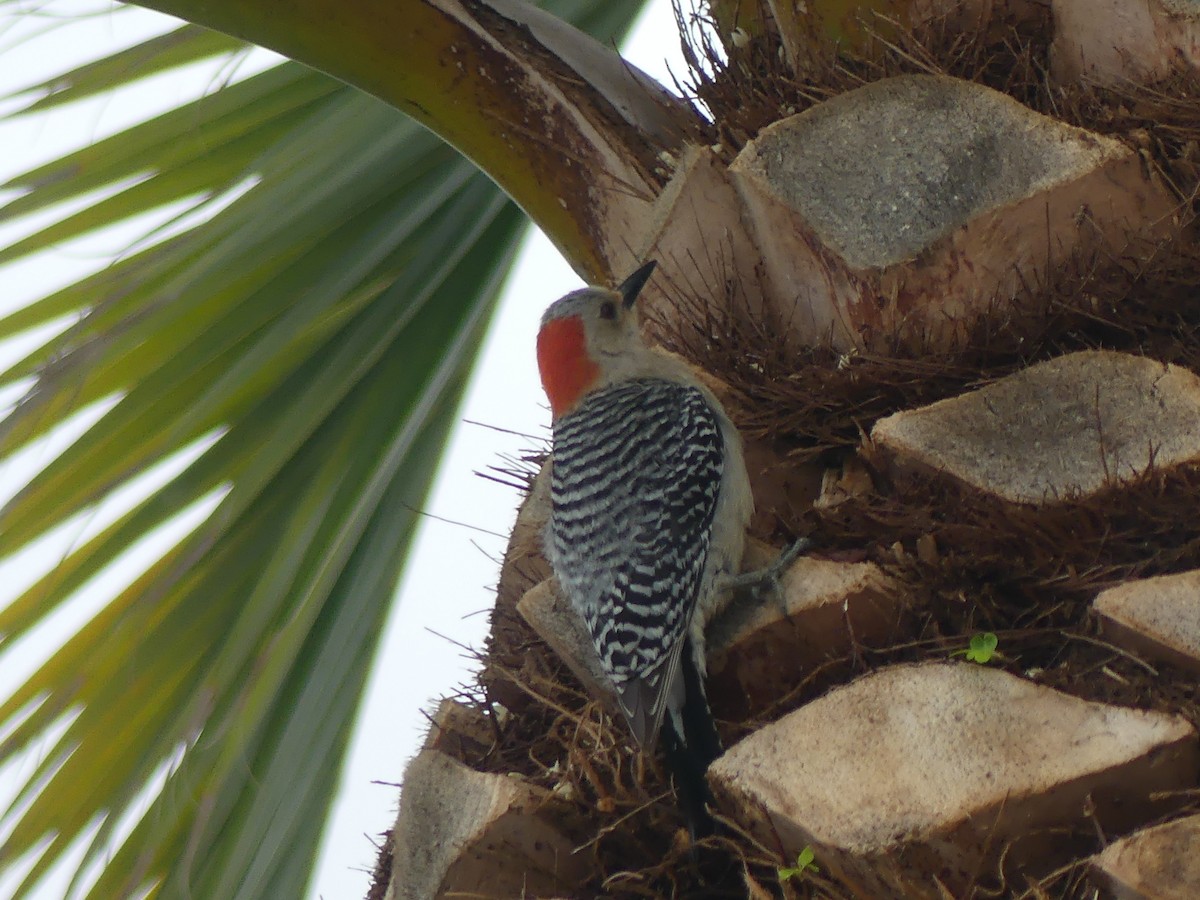Red-bellied Woodpecker - ML449445521