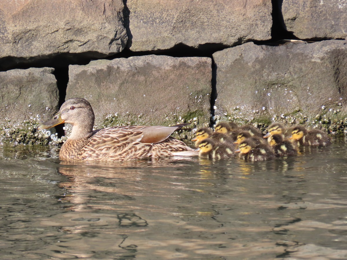 Mallard - Anonymous