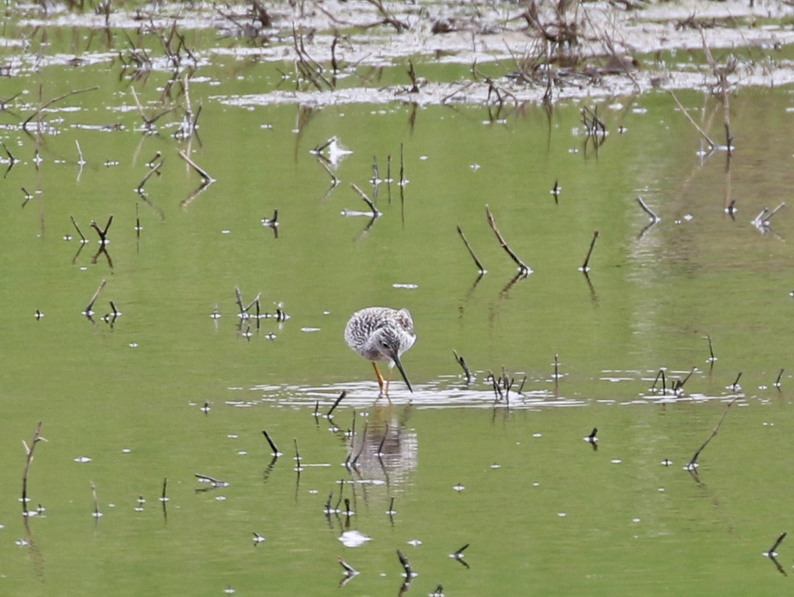 Greater Yellowlegs - ML449445701