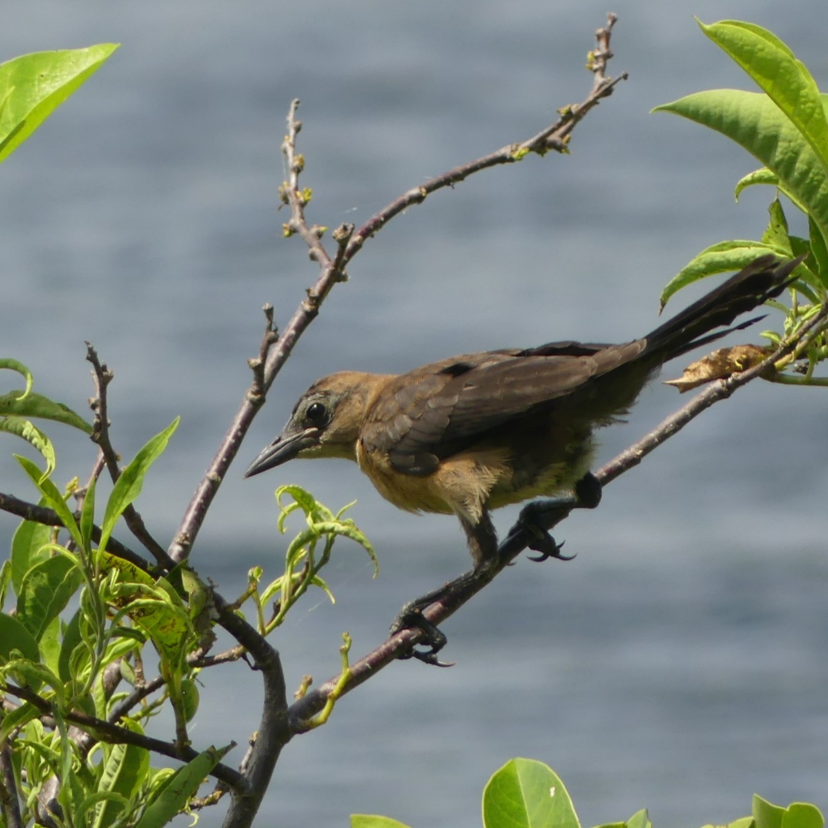Boat-tailed Grackle - ML449445811