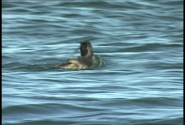 Rhinoceros Auklet - ML449446