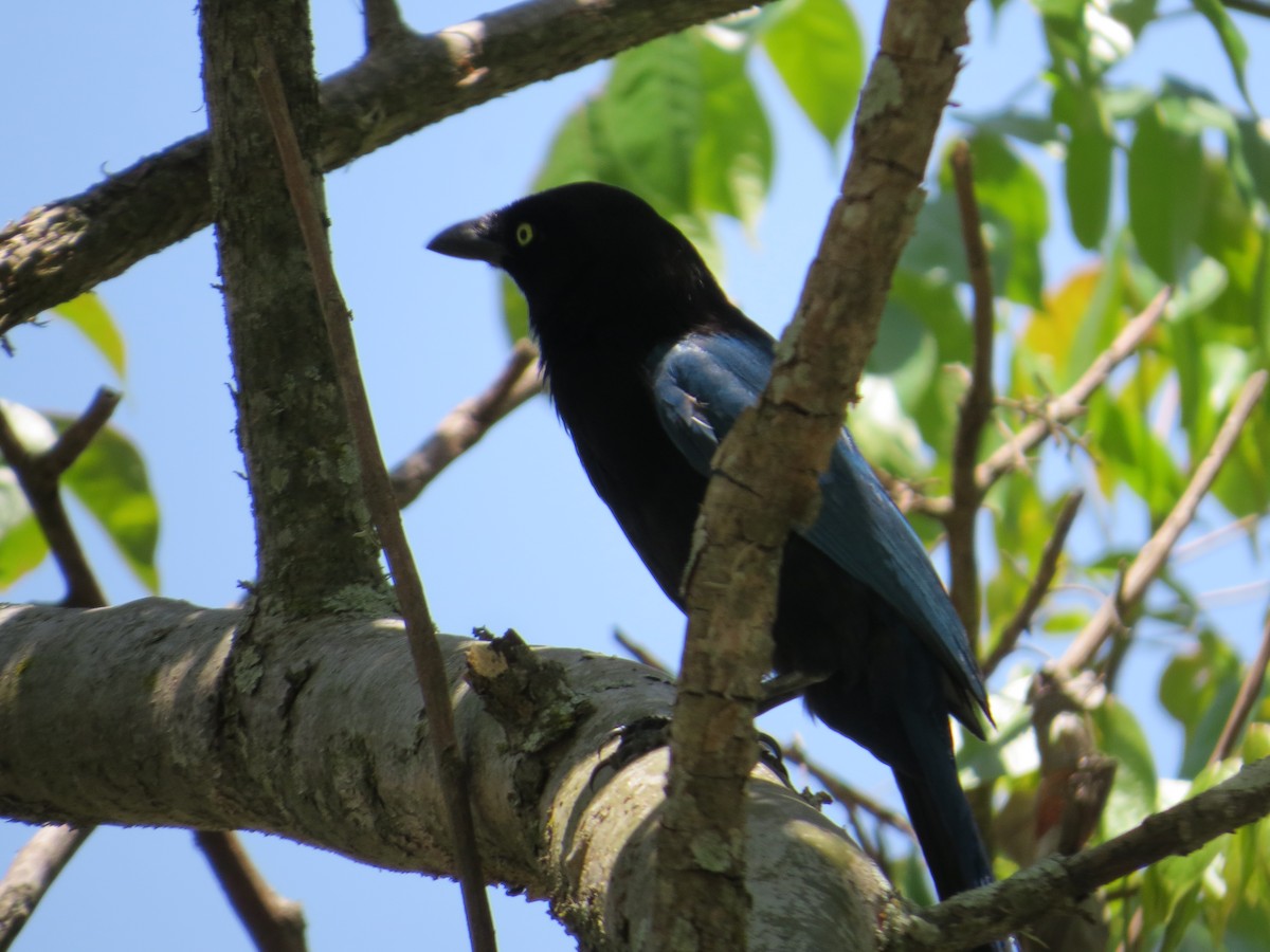 Bushy-crested Jay - ML449446251