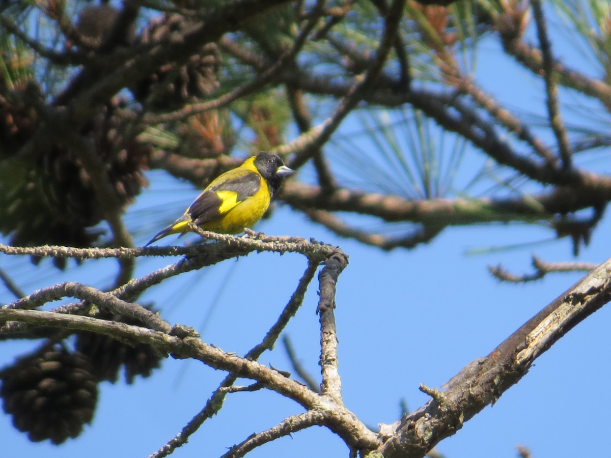 Black-headed Siskin - ML449446501