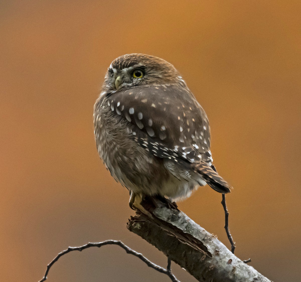 Austral Pygmy-Owl - ML449446651