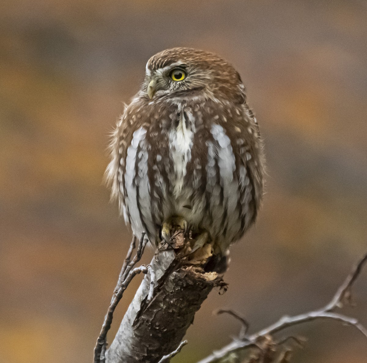Austral Pygmy-Owl - ML449446701