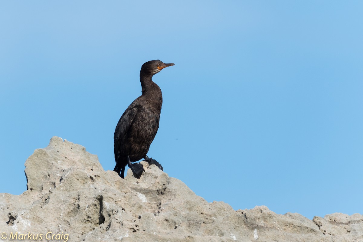 Cape Cormorant - ML44944741