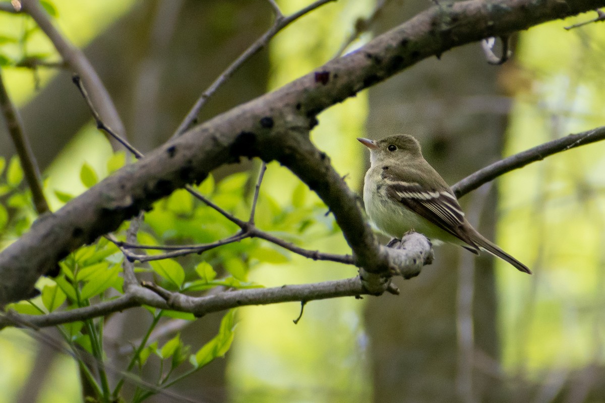 Acadian Flycatcher - ML449448951