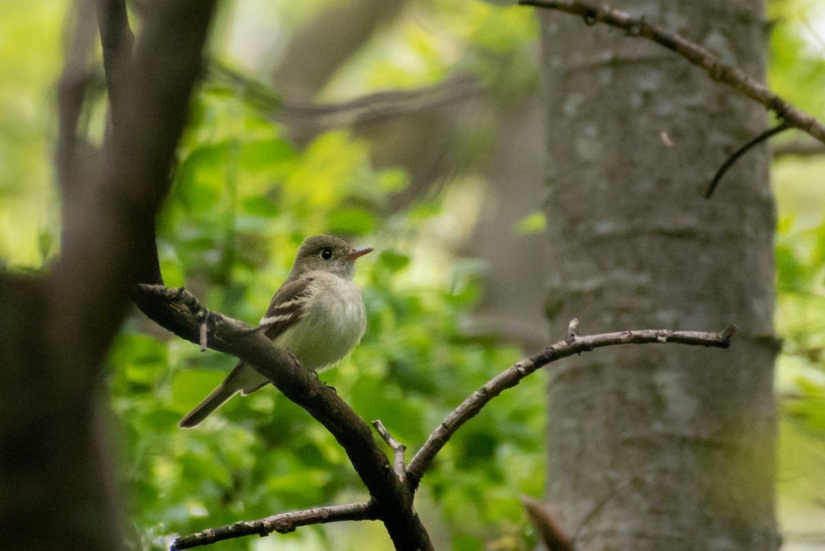 Acadian Flycatcher - ML449448971