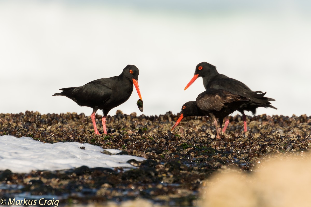 African Oystercatcher - ML44944941