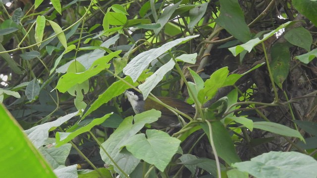 Costa Rican Brushfinch - ML449449981