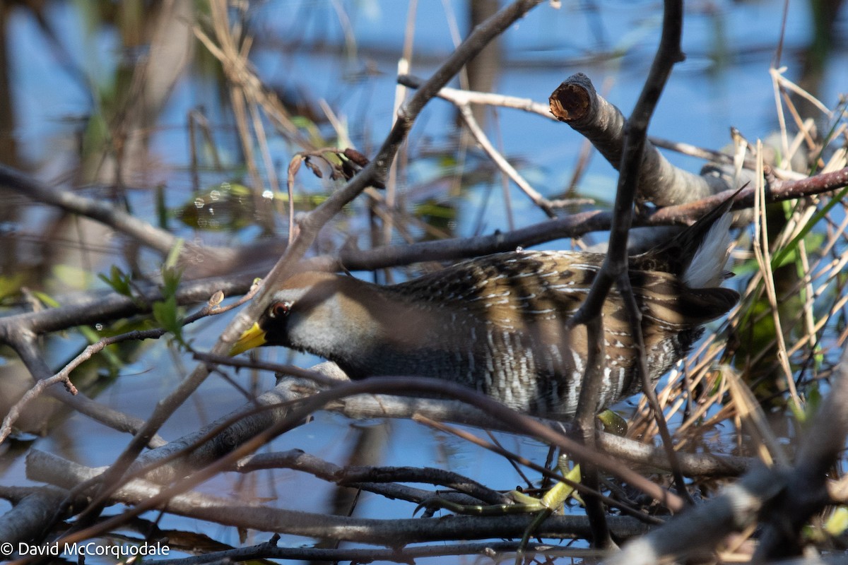 Polluela Sora - ML449450151