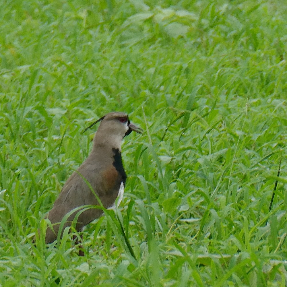 Southern Lapwing - Carlos Navea