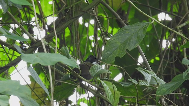 Costa Rican Brushfinch - ML449450321