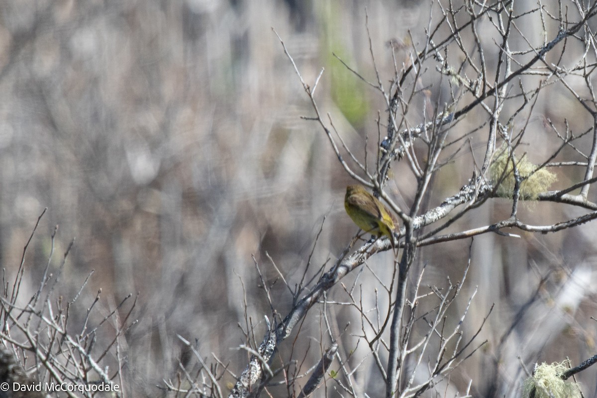 Palm Warbler (Yellow) - ML449450631