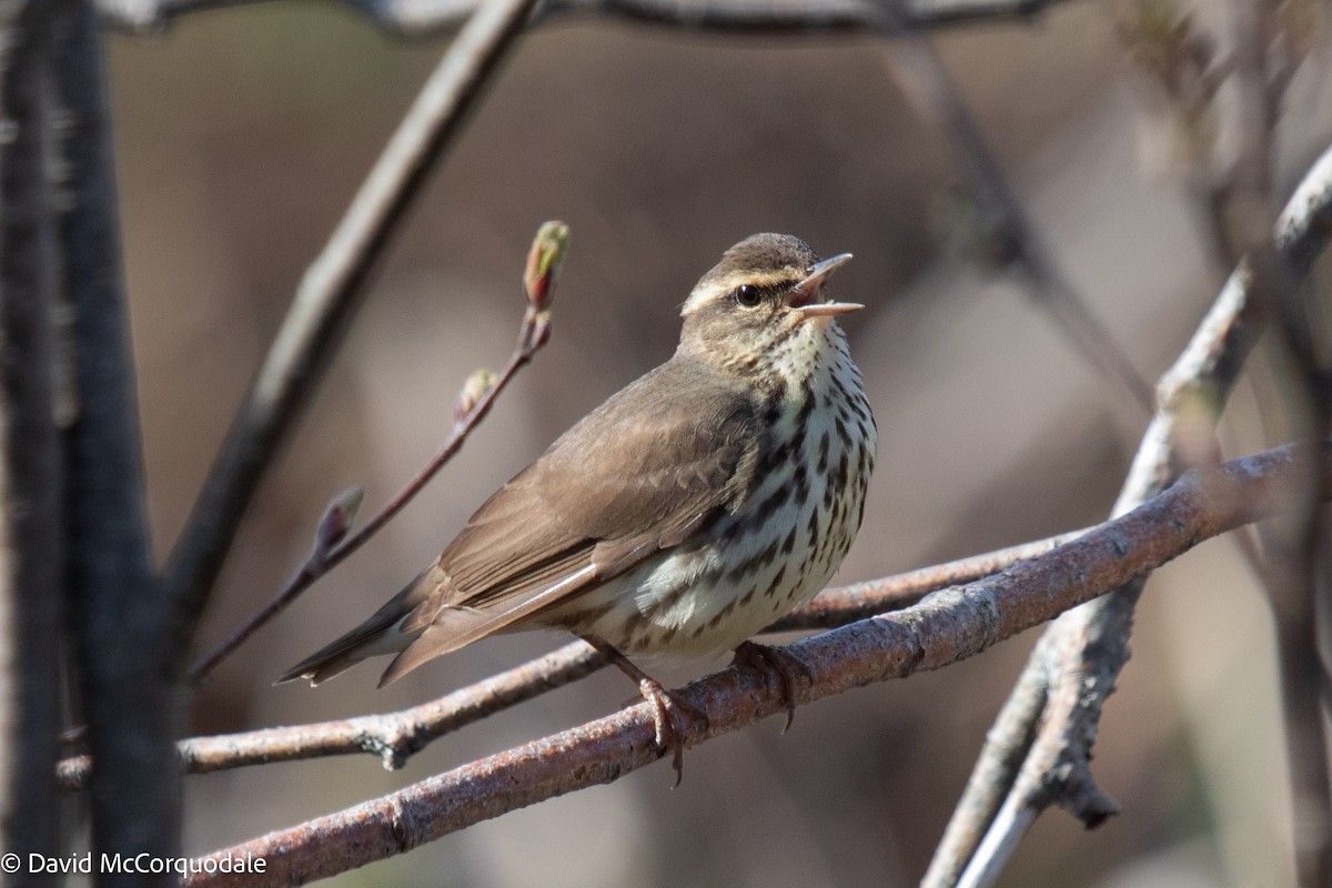 Northern Waterthrush - ML449451051