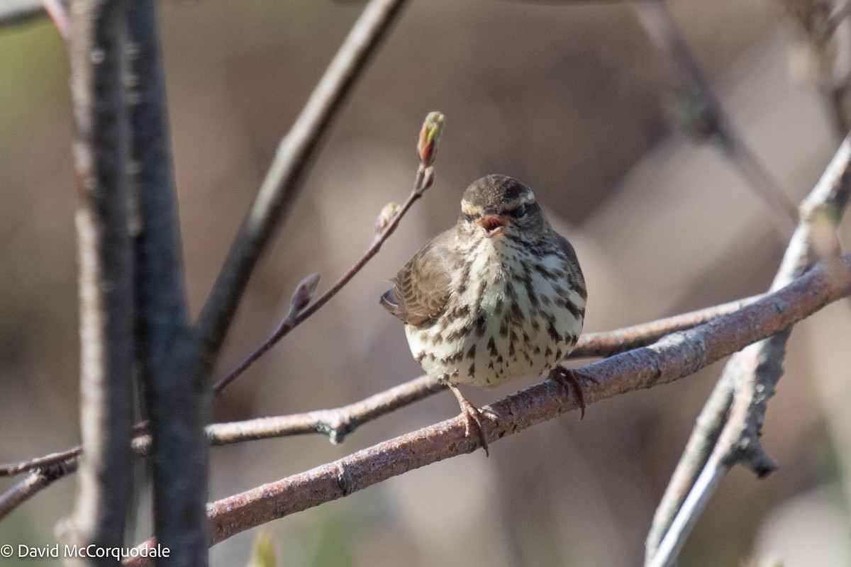 Northern Waterthrush - ML449451101