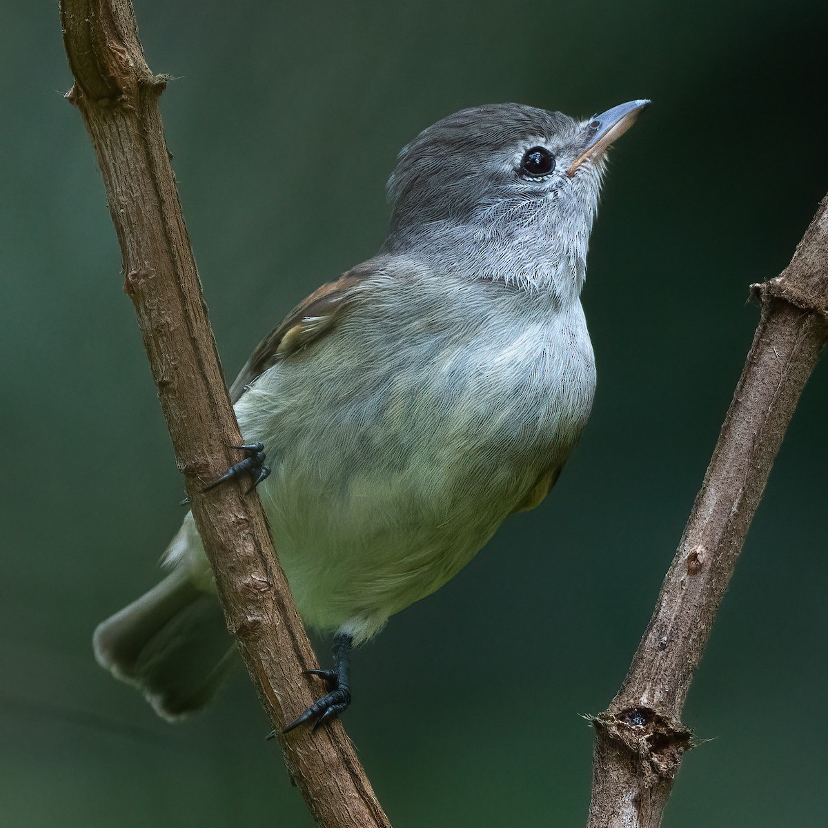 Southern Beardless-Tyrannulet - ML449451131