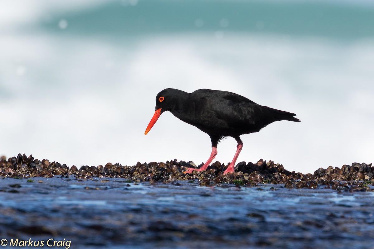 African Oystercatcher - ML44945131