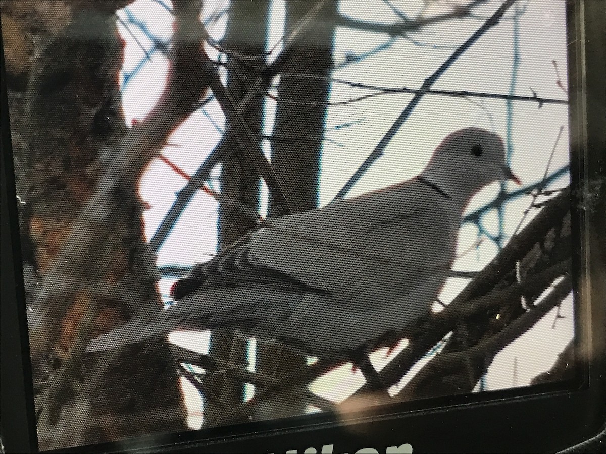 Eurasian Collared-Dove - ML44945171