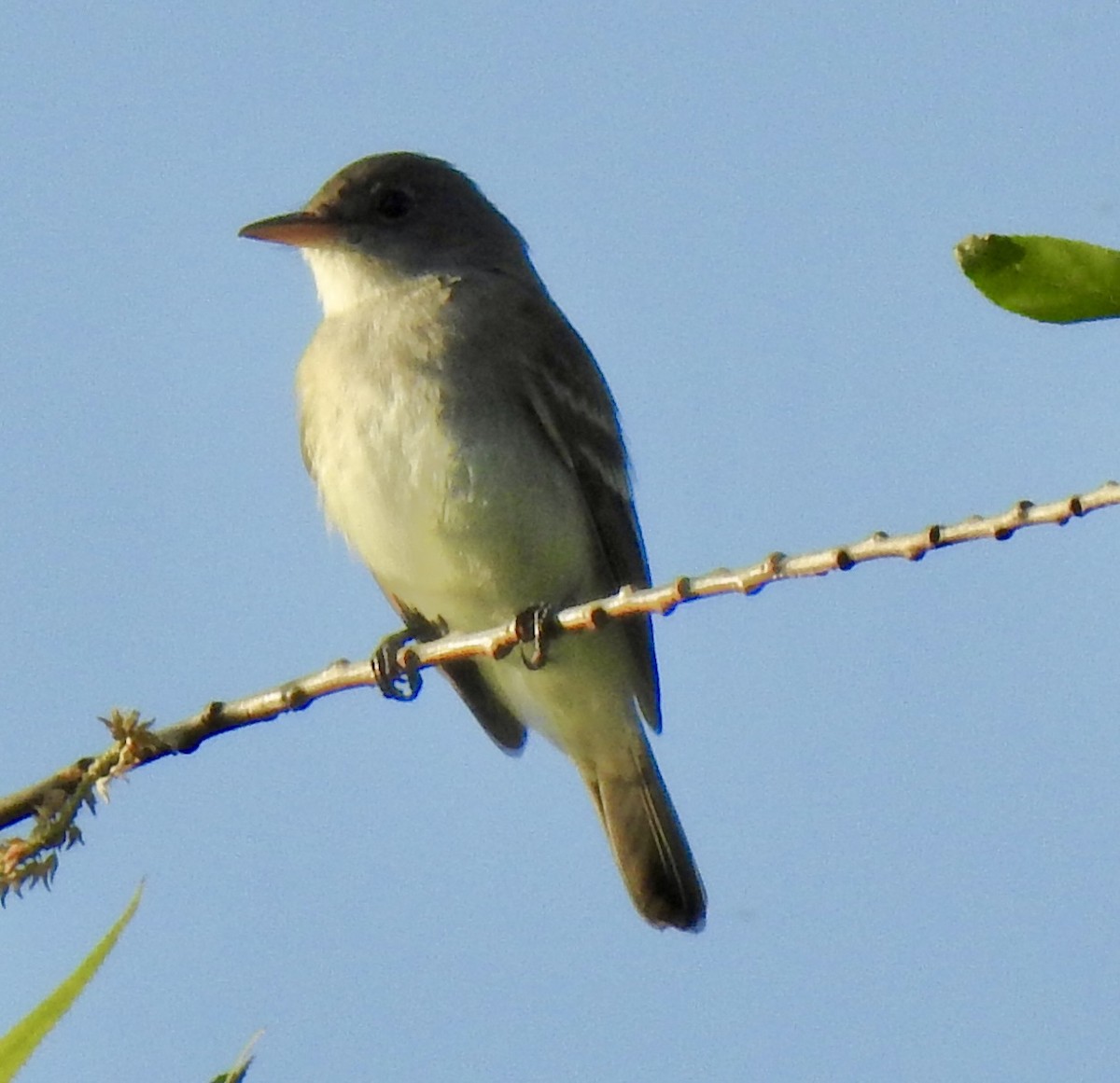 Willow Flycatcher - ML449452461