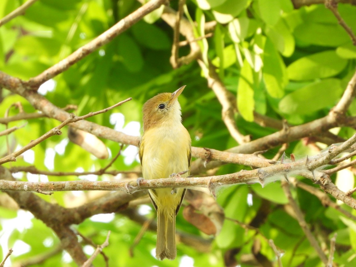 Golden-fronted Greenlet - Francisco Contreras @francontreras.80