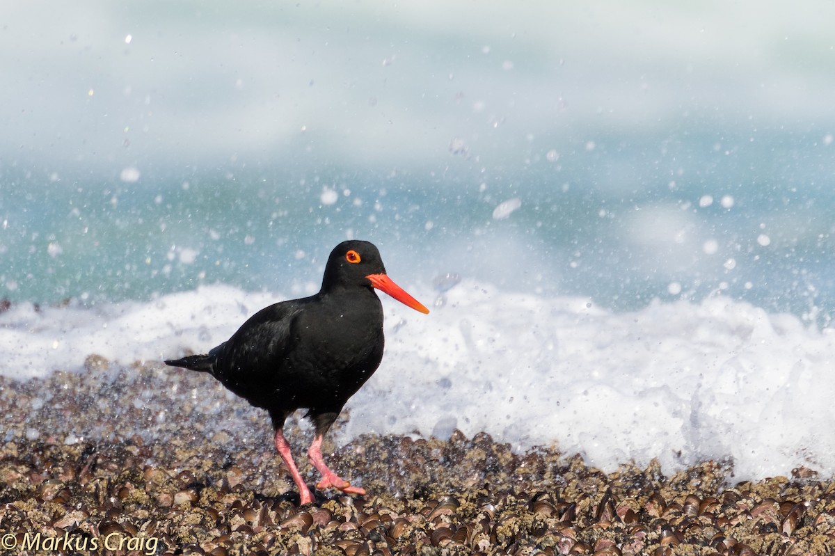 African Oystercatcher - ML44945301