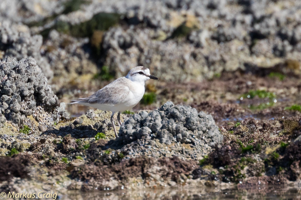 White-fronted Plover - Markus Craig