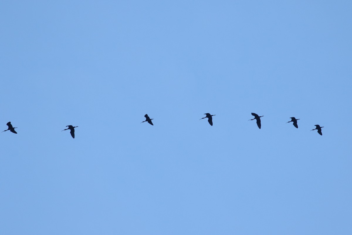 ibis hnědý - ML449454011