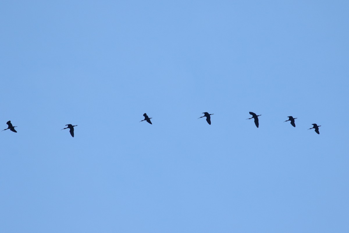 Glossy Ibis - ML449454011