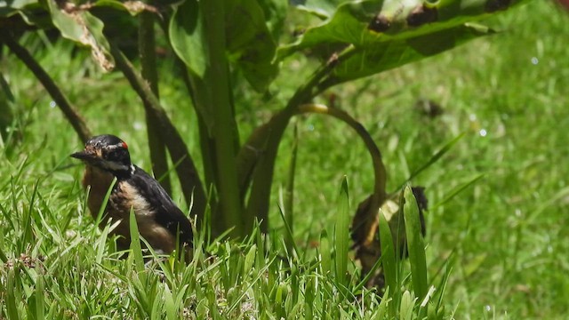 Pic chevelu (extimus) - ML449454351
