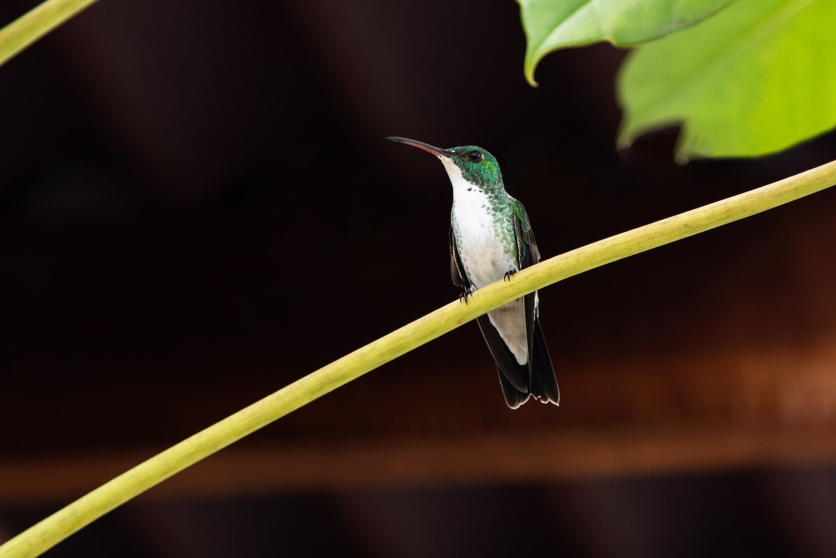 Plain-bellied Emerald - ML449454431