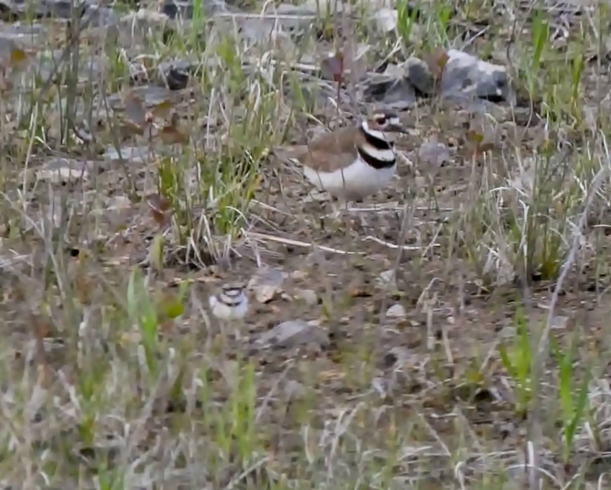 Killdeer - ML449455121