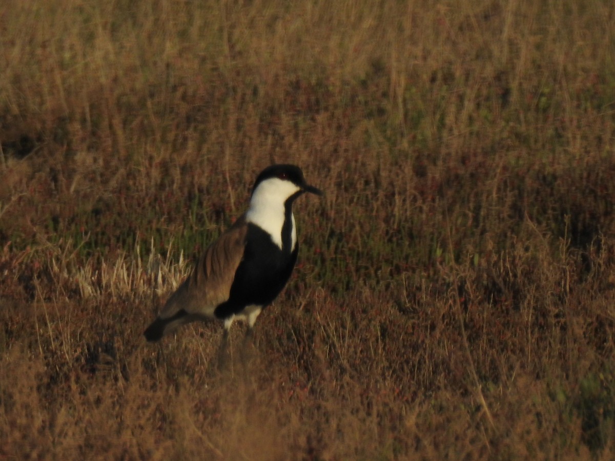 Spur-winged Lapwing - ML449455261