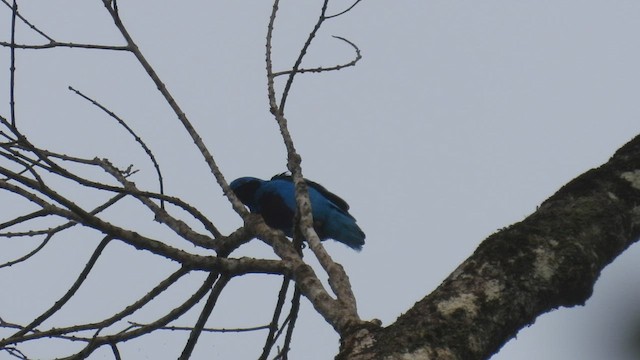 Lovely Cotinga - ML449455571