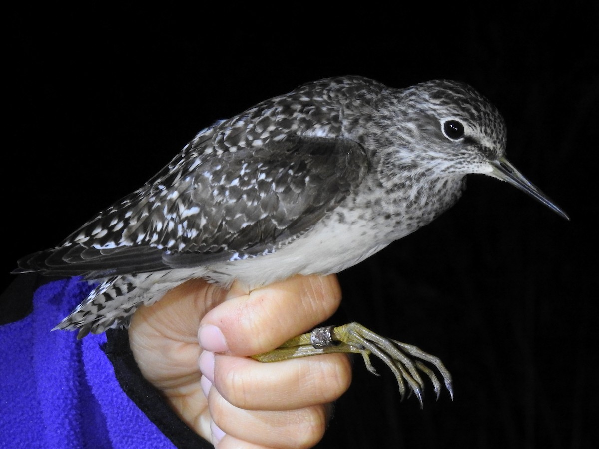 Wood Sandpiper - ML449455781