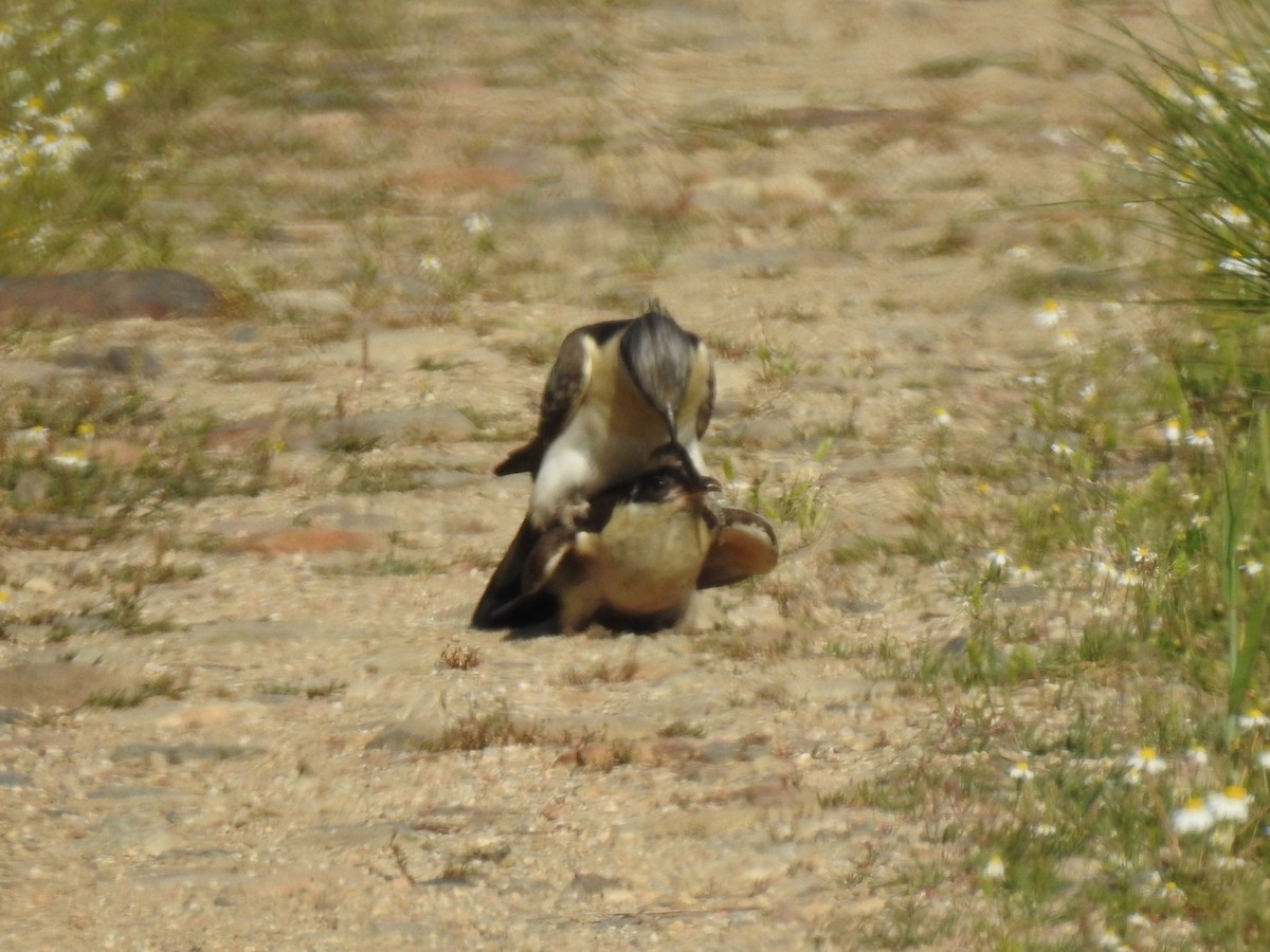 Great Spotted Cuckoo - ML449455891