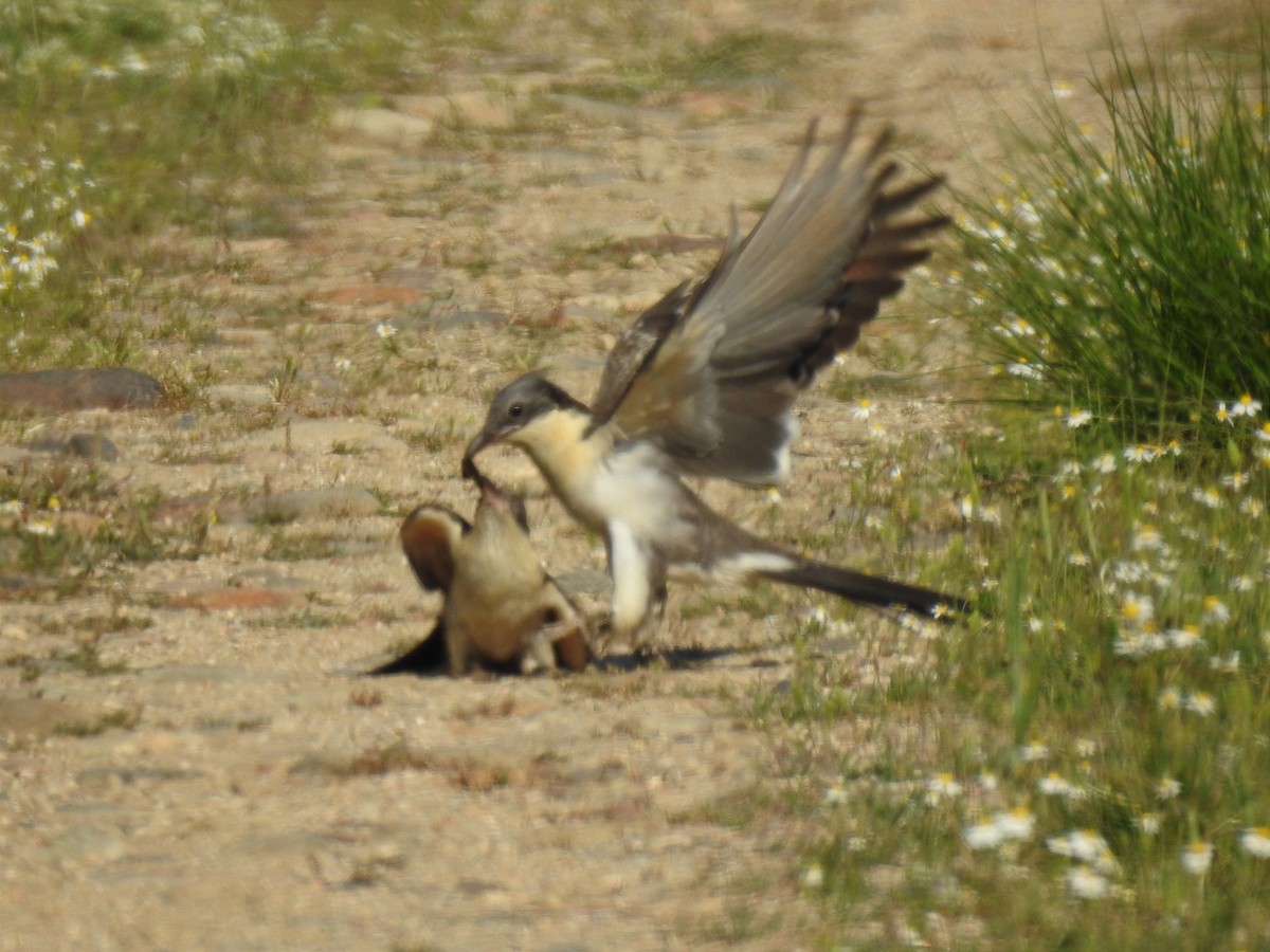 Great Spotted Cuckoo - ML449455921