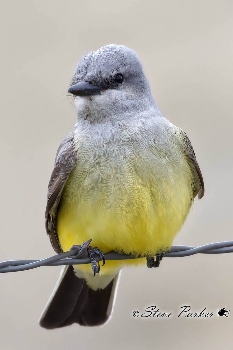 Western Kingbird - ML449456821