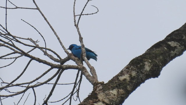 Cotinga céleste - ML449456941