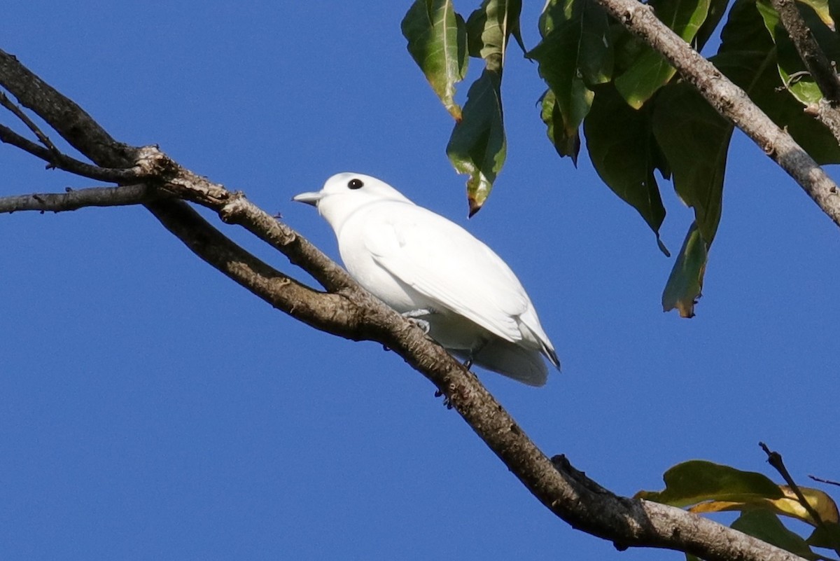 Snowy Cotinga - Jonathan Slifkin